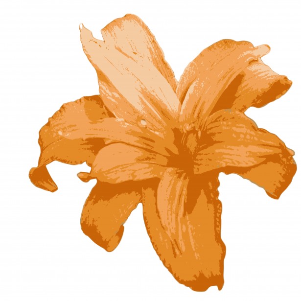 Orange Lily Flower Clipart Free Stock Photo - Public Domain Pictures