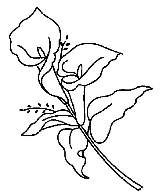 calla flowers coloring pages - photo #18