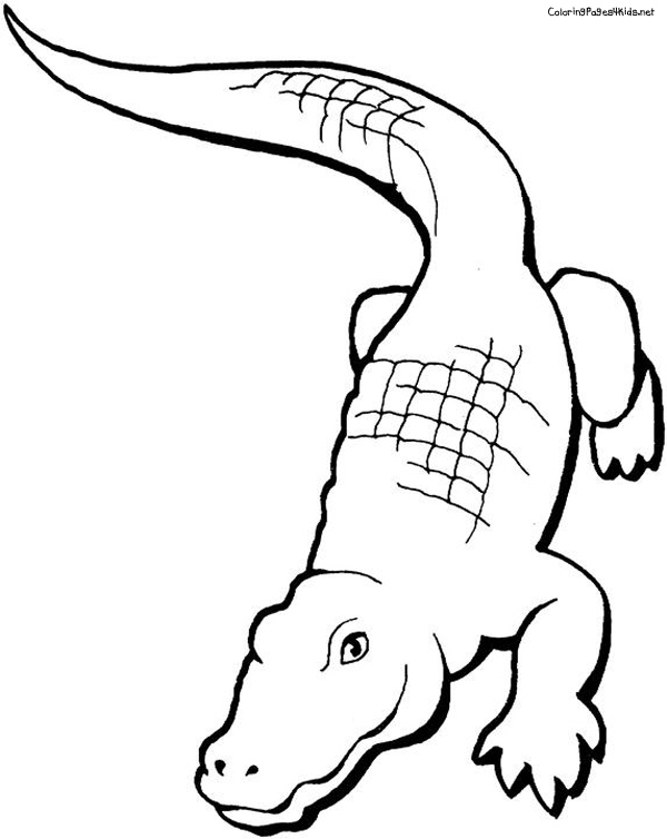 Alligator Coloring Pages | Coloring Pages For Kids