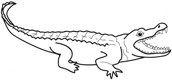 printable alligator coloring page for kidz - Coloring Point