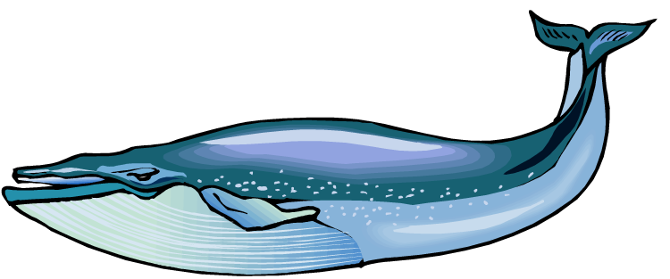 Free Whale Clipart