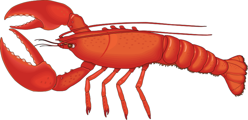 Lobster_01_Food_Clipart.png