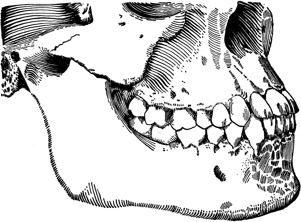 Teeth and Jaws | ClipArt ETC