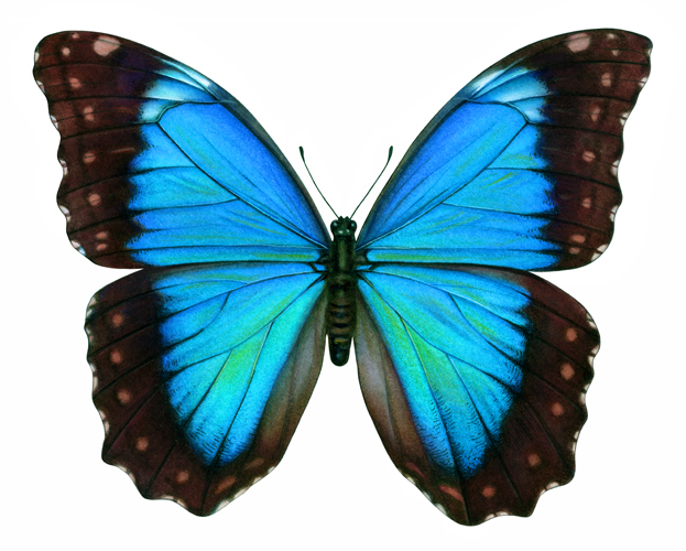 butterfly illustrations | MY JOURNEY'S INSIGHT