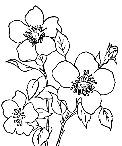 Flower Coloring Pages For Kids Printable - Flower Coloring pages ...