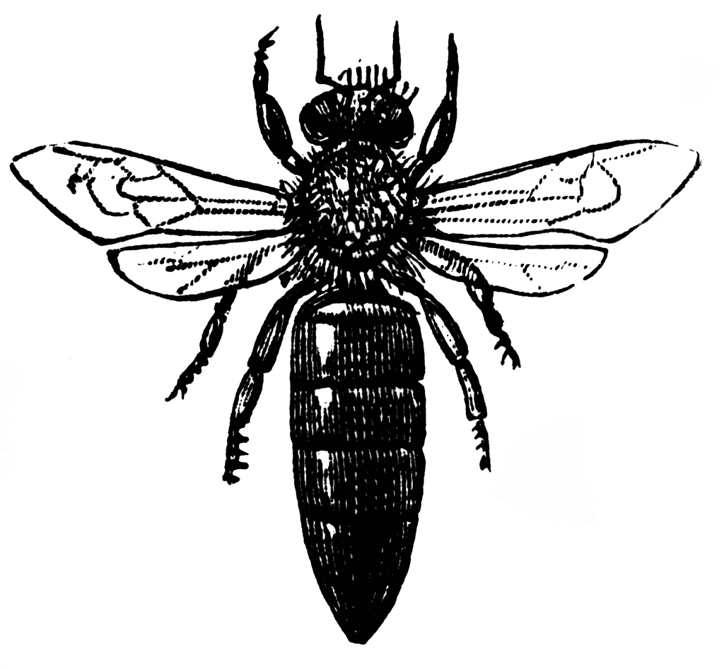 clip art bee line drawing - photo #37