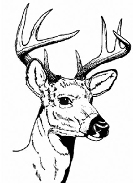 Deer Head Outline - Cliparts.co