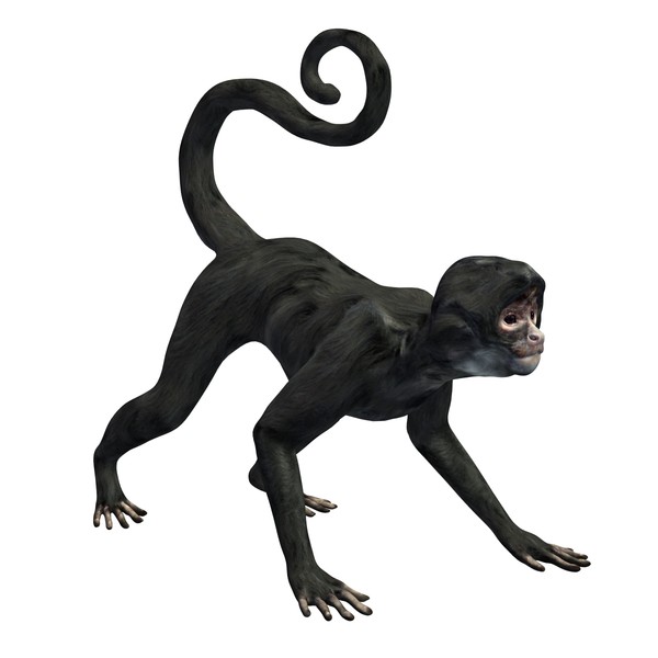 Spider Monkey 3D Model Made with 123D MeshMixer