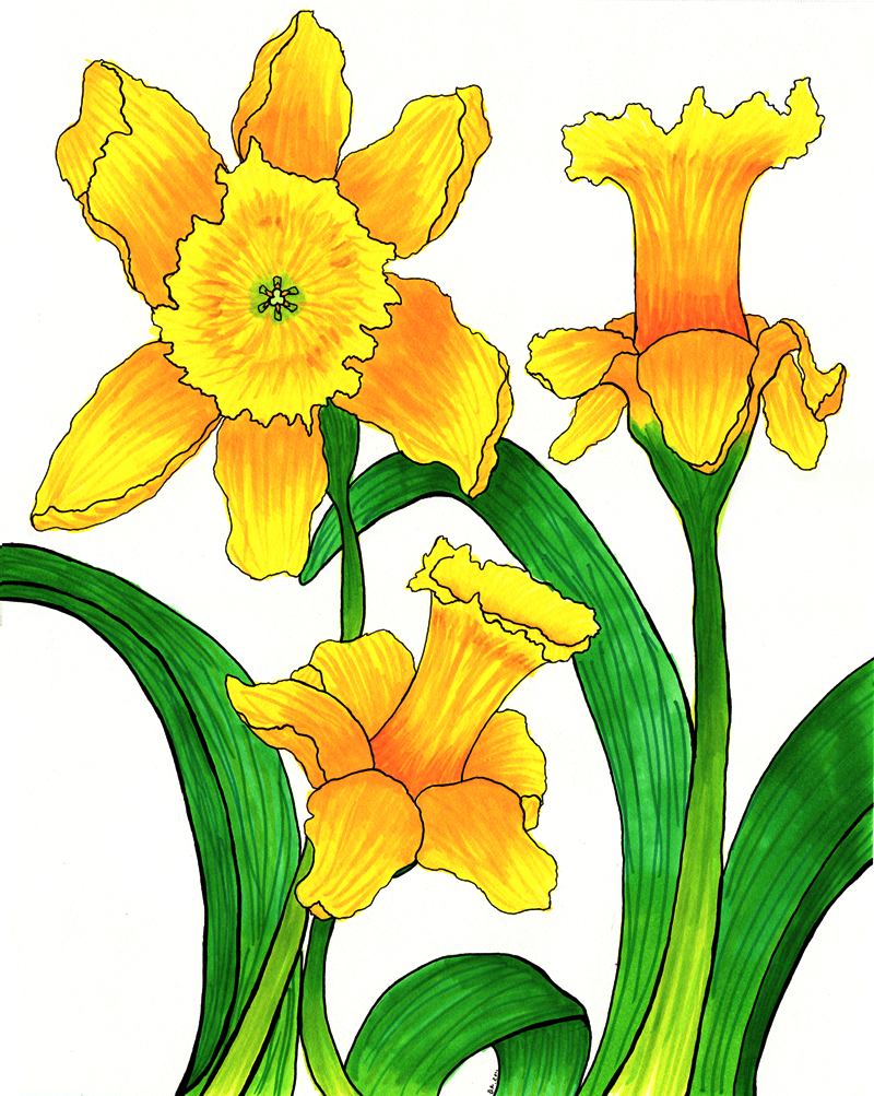 Daffodils Drawings - ClipArt Best