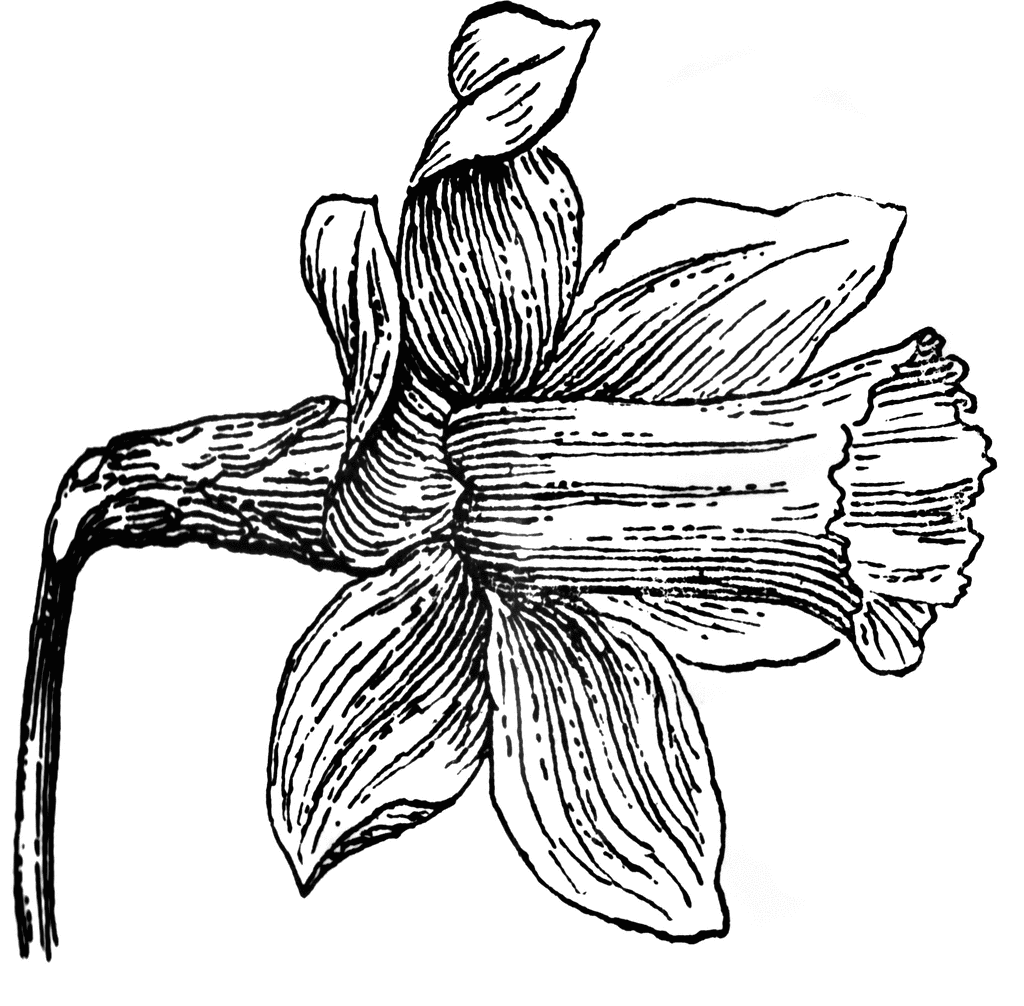 Daffodil Drawing - ClipArt Best