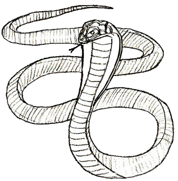 How to Draw a Snake - Draw Step by Step