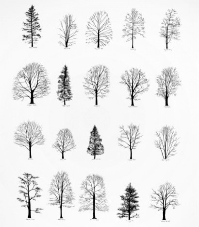 dates tree drawings | bolarikus