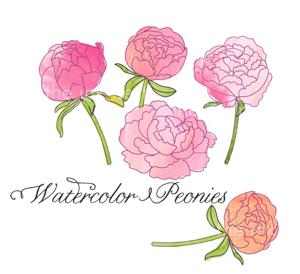 CLIP ART Watercolor Peonies for commercial and by theinknest