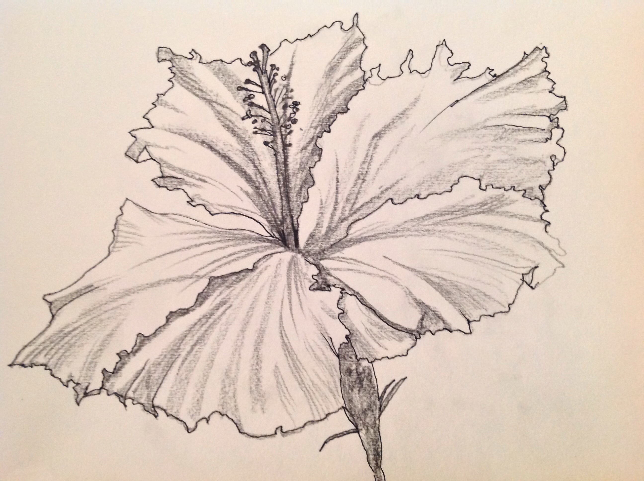 When Do You Need Art? Hibiscus Pen and Ink Drawings | Art Love Light