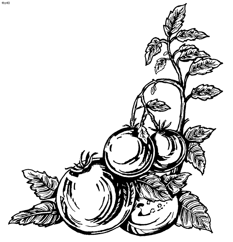 orégano Colouring Pages (page 2)
