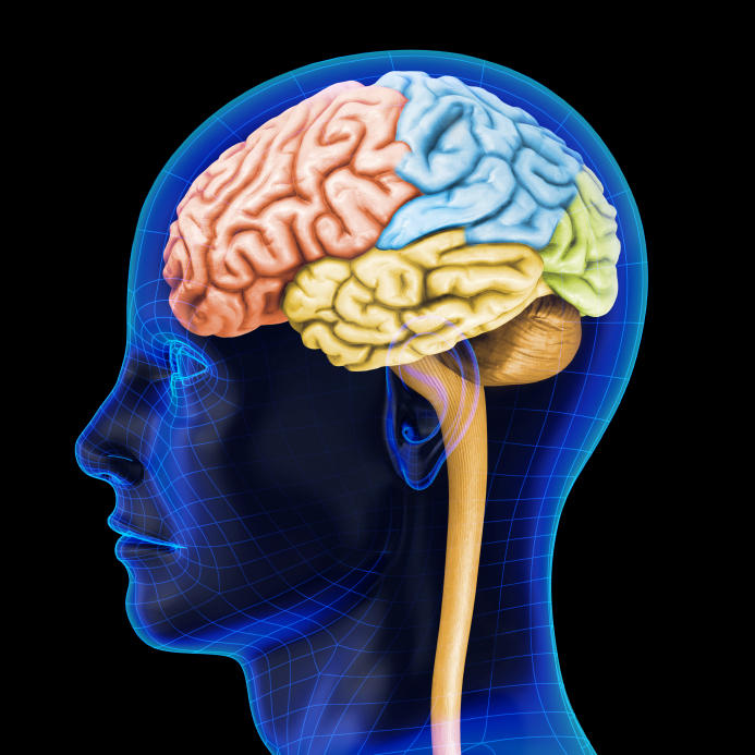 Structure Of Human Brain 392 Unlabeled Brain Diagram, Thing That