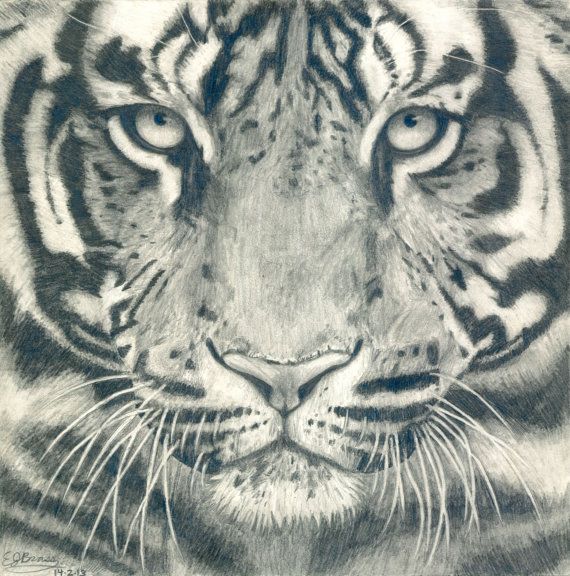 Tiger Face Black and White Realistic Pencil Drawing - Giclee ...