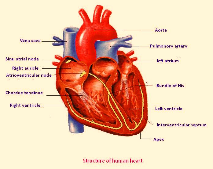 Unlabelled Diagram Of The Heart - Cliparts.co