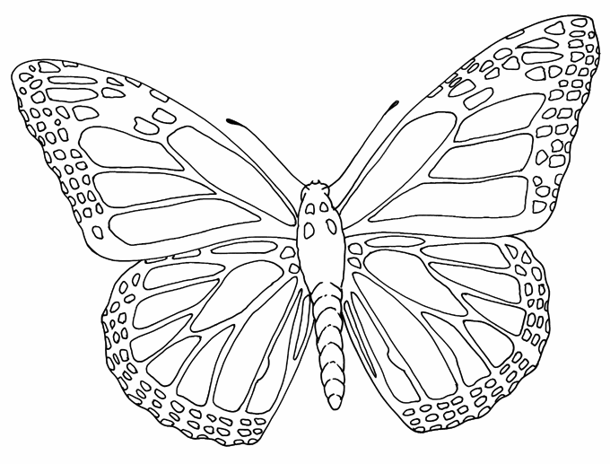 Butterfly Outline - Cliparts.co