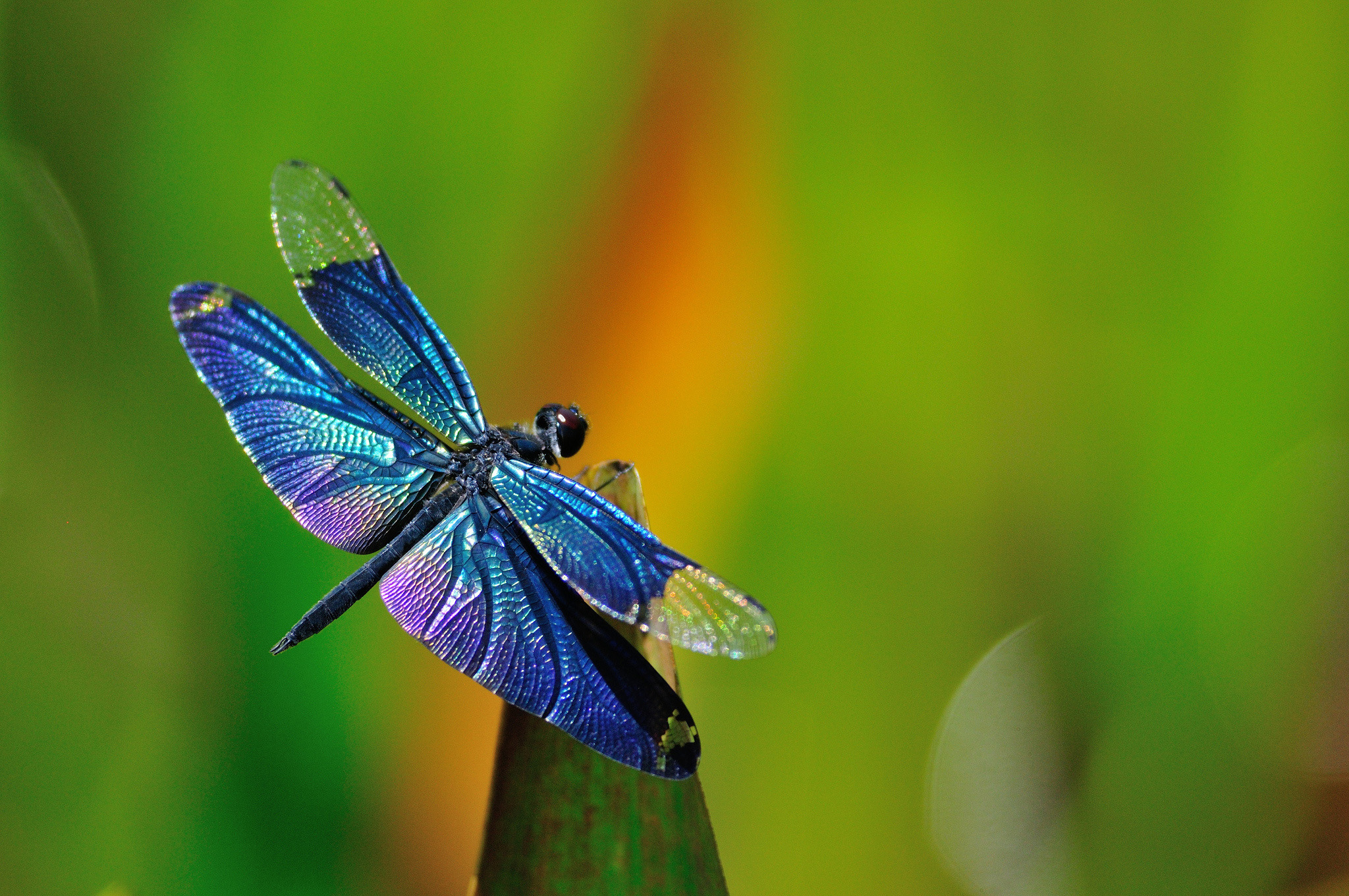 The Secret of the Dragonfly. | The Magickal-Musings of Nefer ...