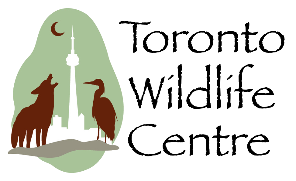 Partners in Protection: Toronto Wildlife Centre | Royal Ontario Museum
