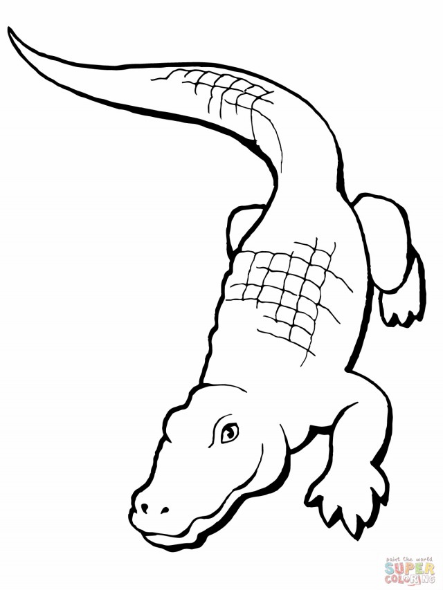 Realistic Crocodile Drawing