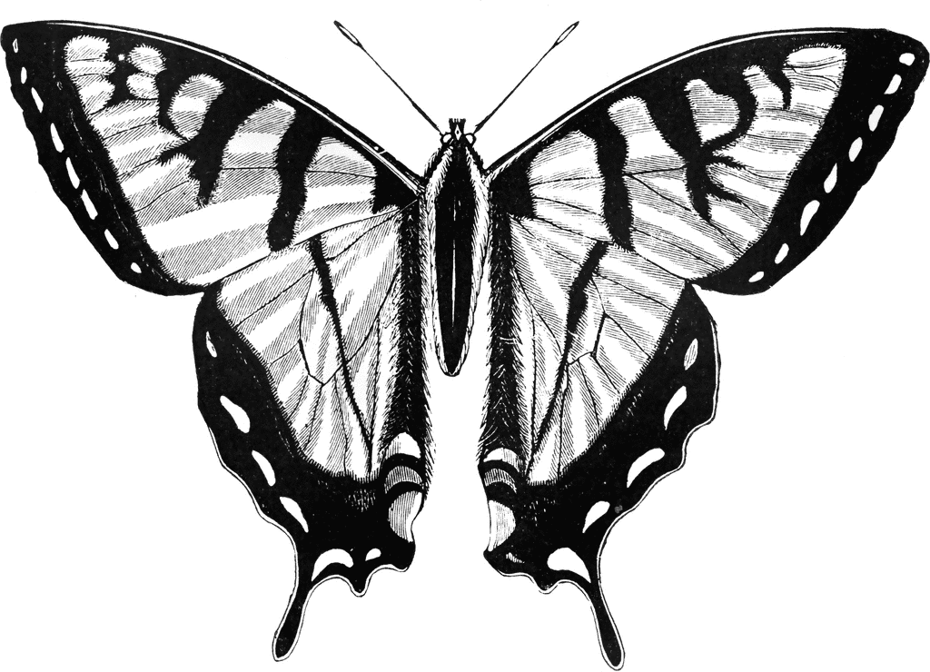 Troilus Butterfly | ClipArt ETC