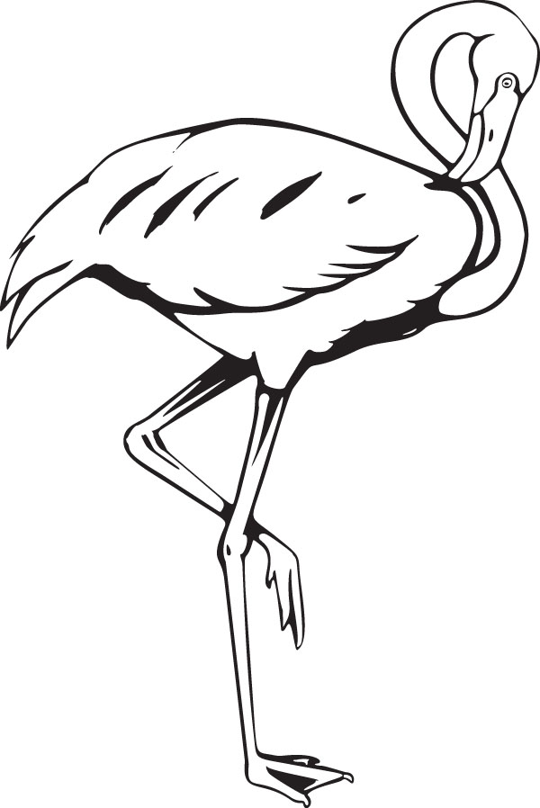 flamingo1-1.jpg