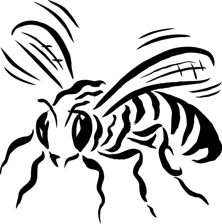 Bee Black And White Drawing Images & Pictures - Becuo