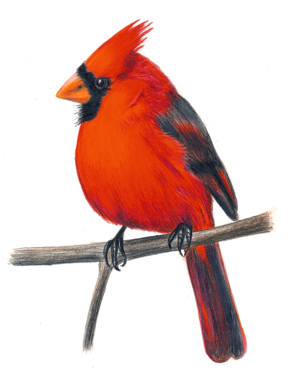 Cardinal Bird Clip Art Cliparts co