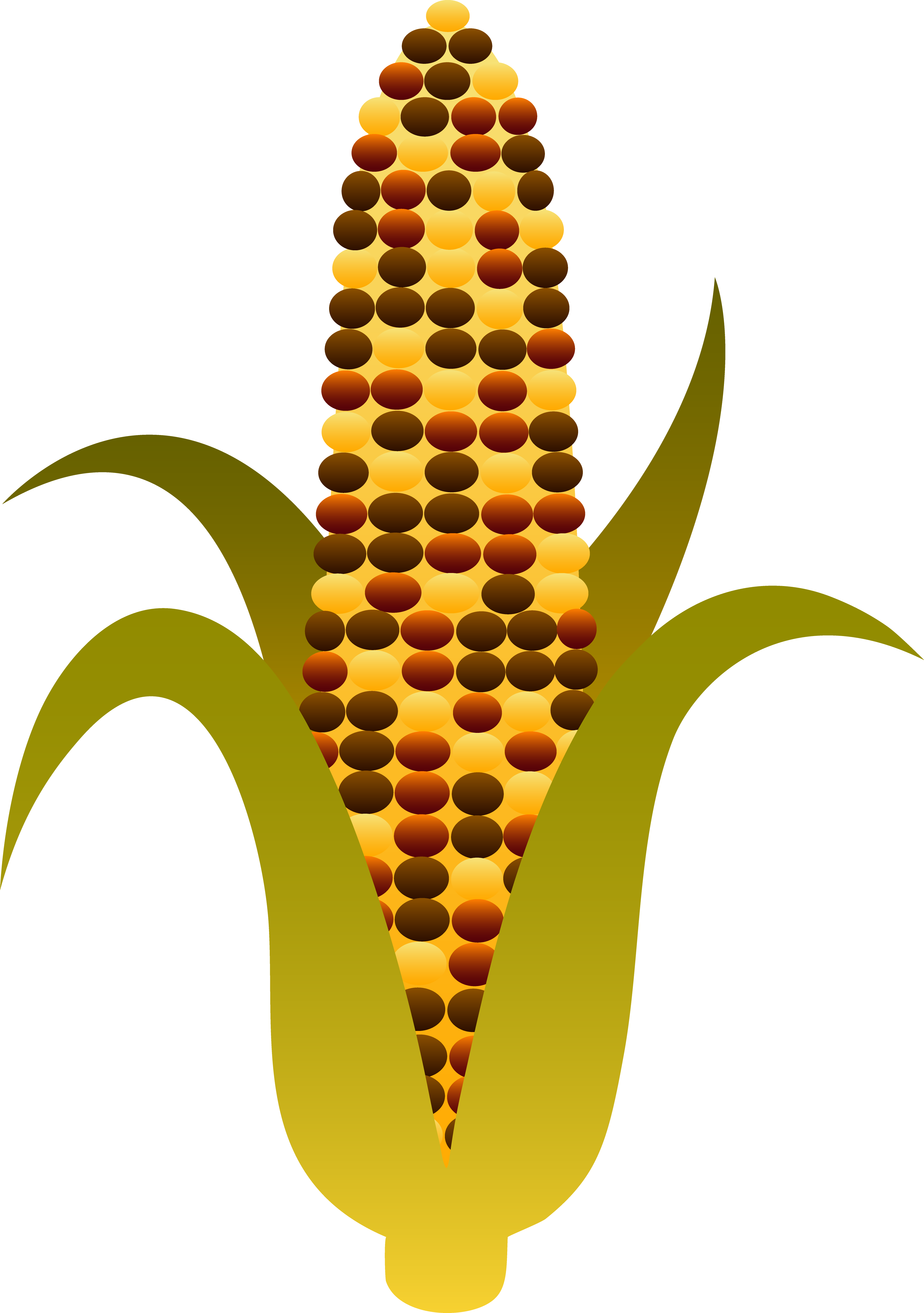 Indian Corn Clip Art Cliparts co