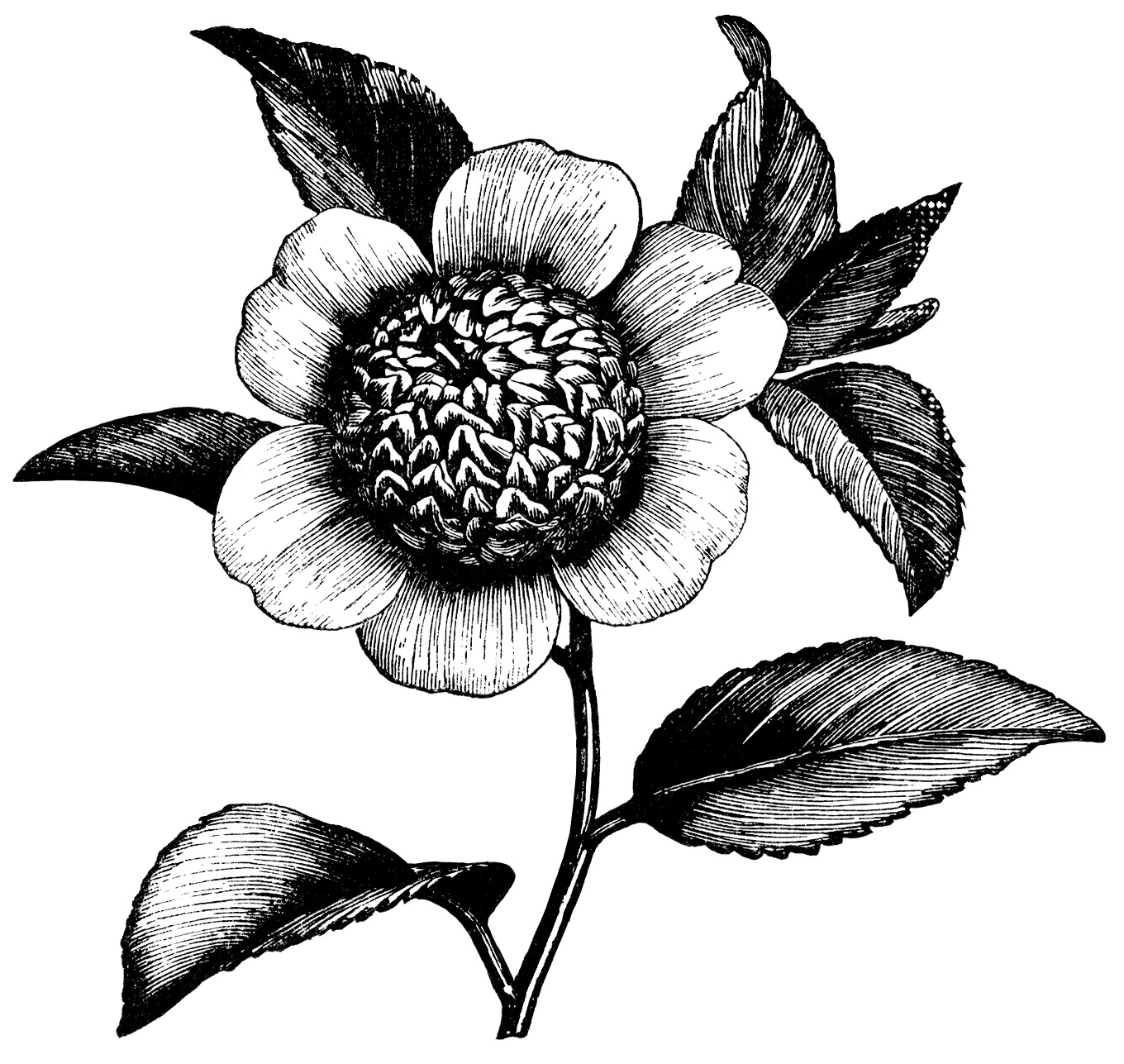 Camellia Flower ~ Free Vintage Clip Art | Old Design Shop Blog