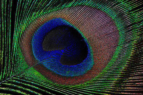 peacock-feathers.jpg