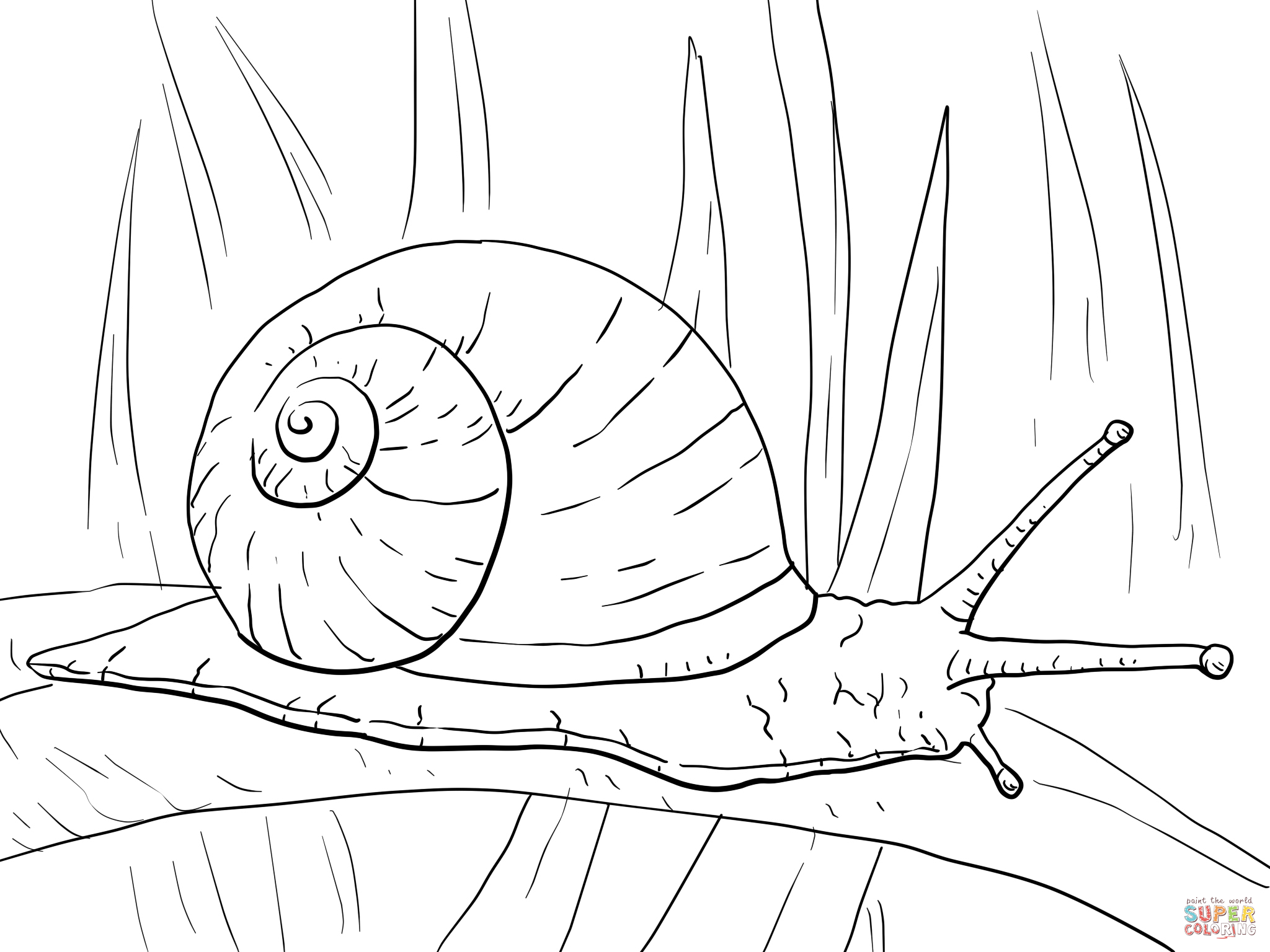 Garden Snail Coloring page | Free Printable Coloring Pages