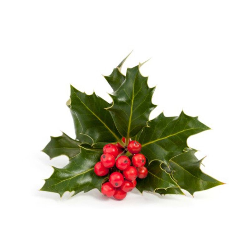 Buy Christmas Holly online at Jacksons Nurseries