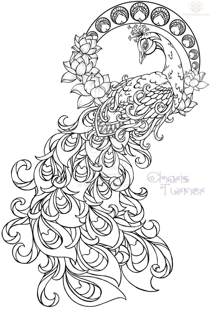 Paisley Peacock!!! How gorgeous! Tumblr Paisley Pattern Drawing ...