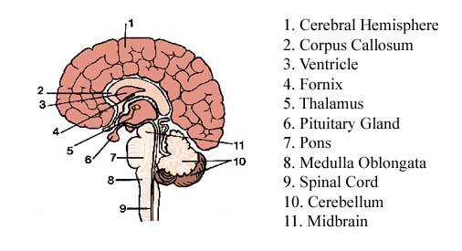 Brain anatomy diagram includes forebrain, midbrain, and hindbrain ...
