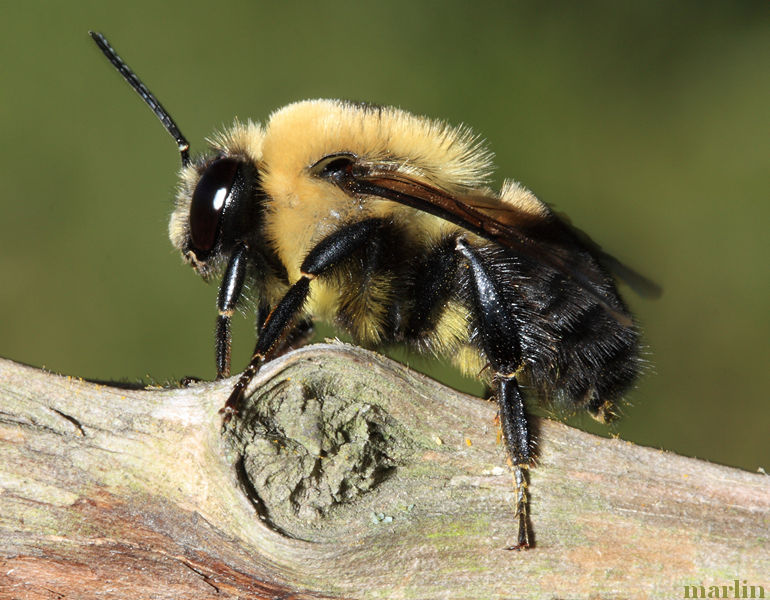 Brownbelted Bumble Bee - Bombus griseocollis