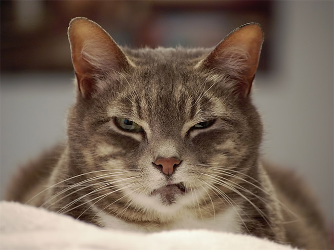 angry-cat1.jpg