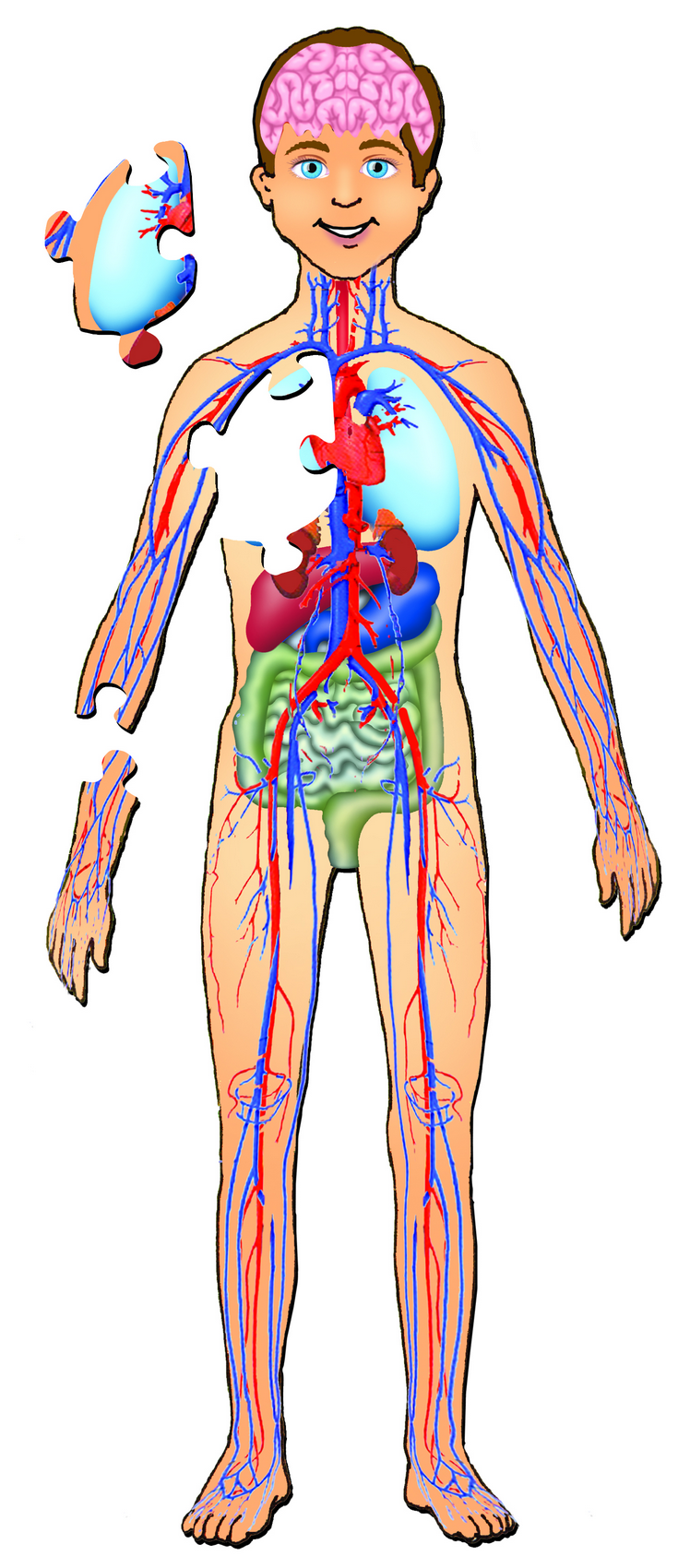 Human Body For Kids Tips For Introducing For Your Kids NLEH ORG 