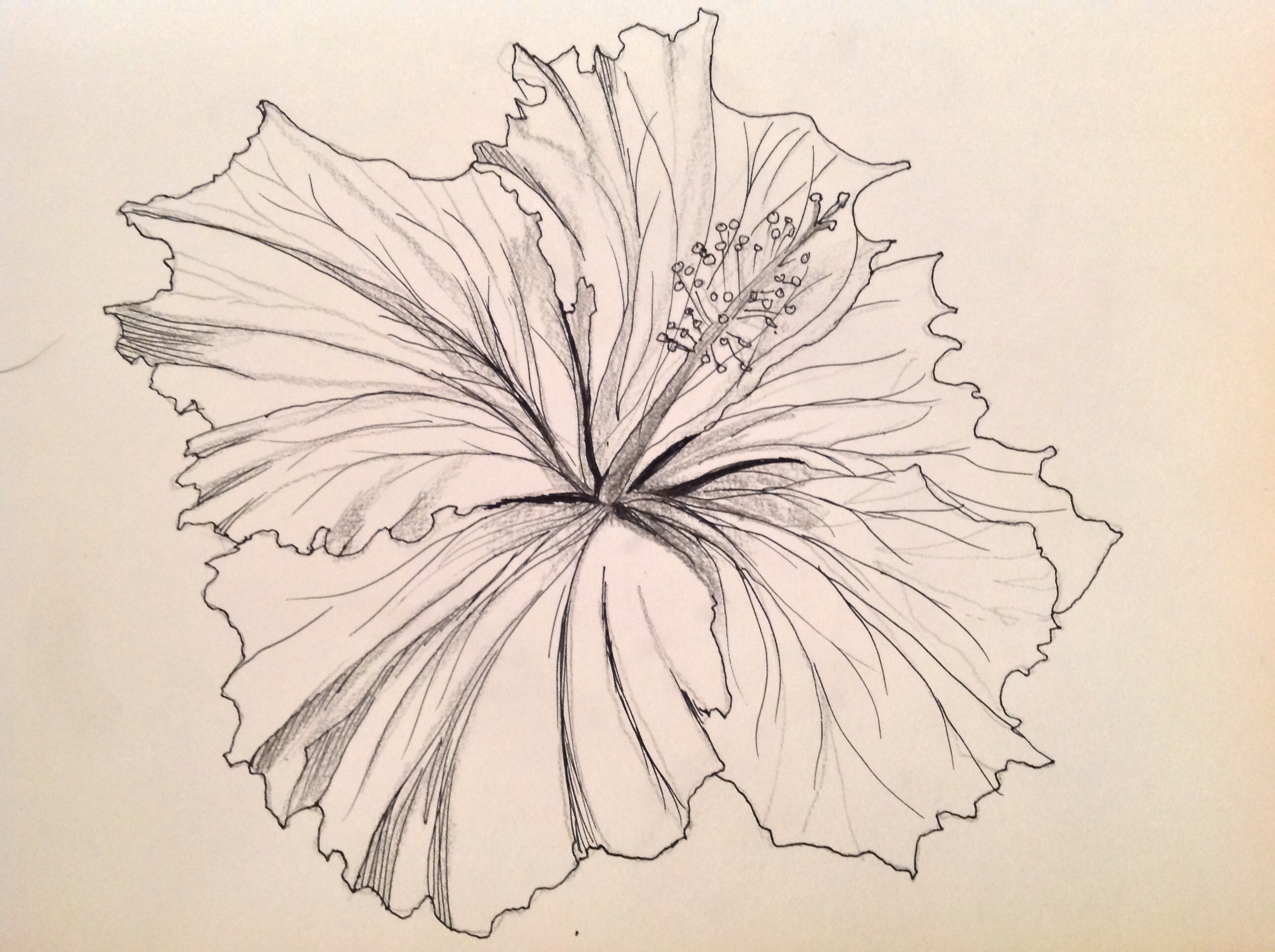 When Do You Need Art? Hibiscus Pen and Ink Drawings | Art Love Light