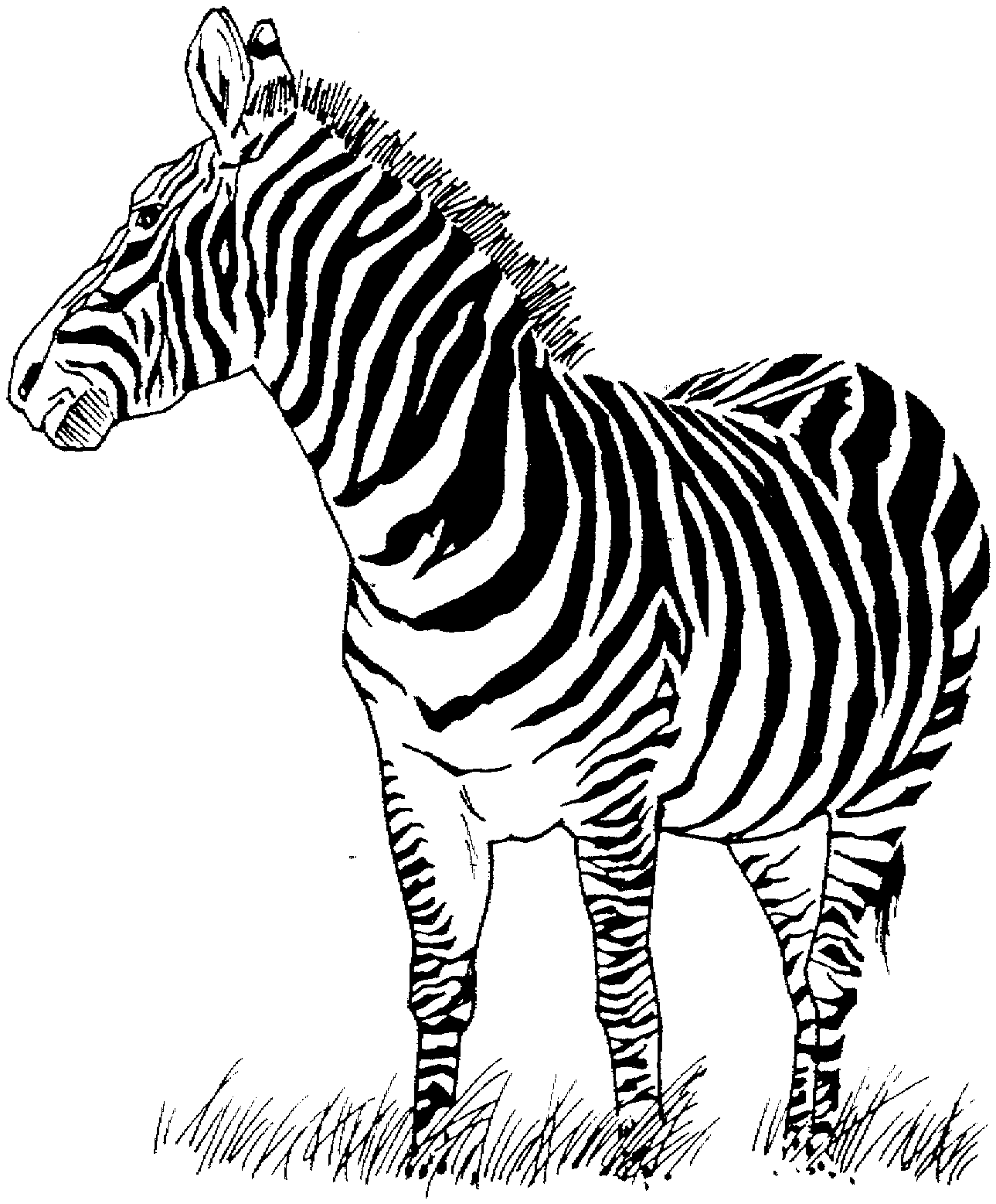 Zebra Coloring Pages - Drawing Kids