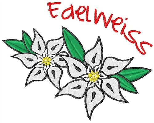 clipart edelweiss flower - photo #9