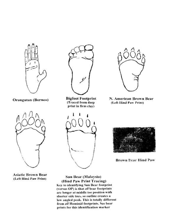 Bigfoot: Wheatcroft paper -- Orang Pendek, the little bipedal ...