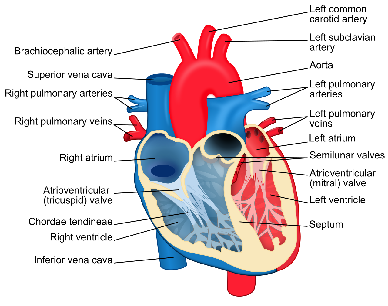 File:Heart diagram-en.svg - Wikipedia, the free encyclopedia