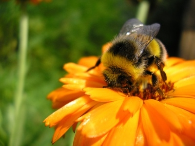 Fuzzy Little Bumblebee » A Cute A Day