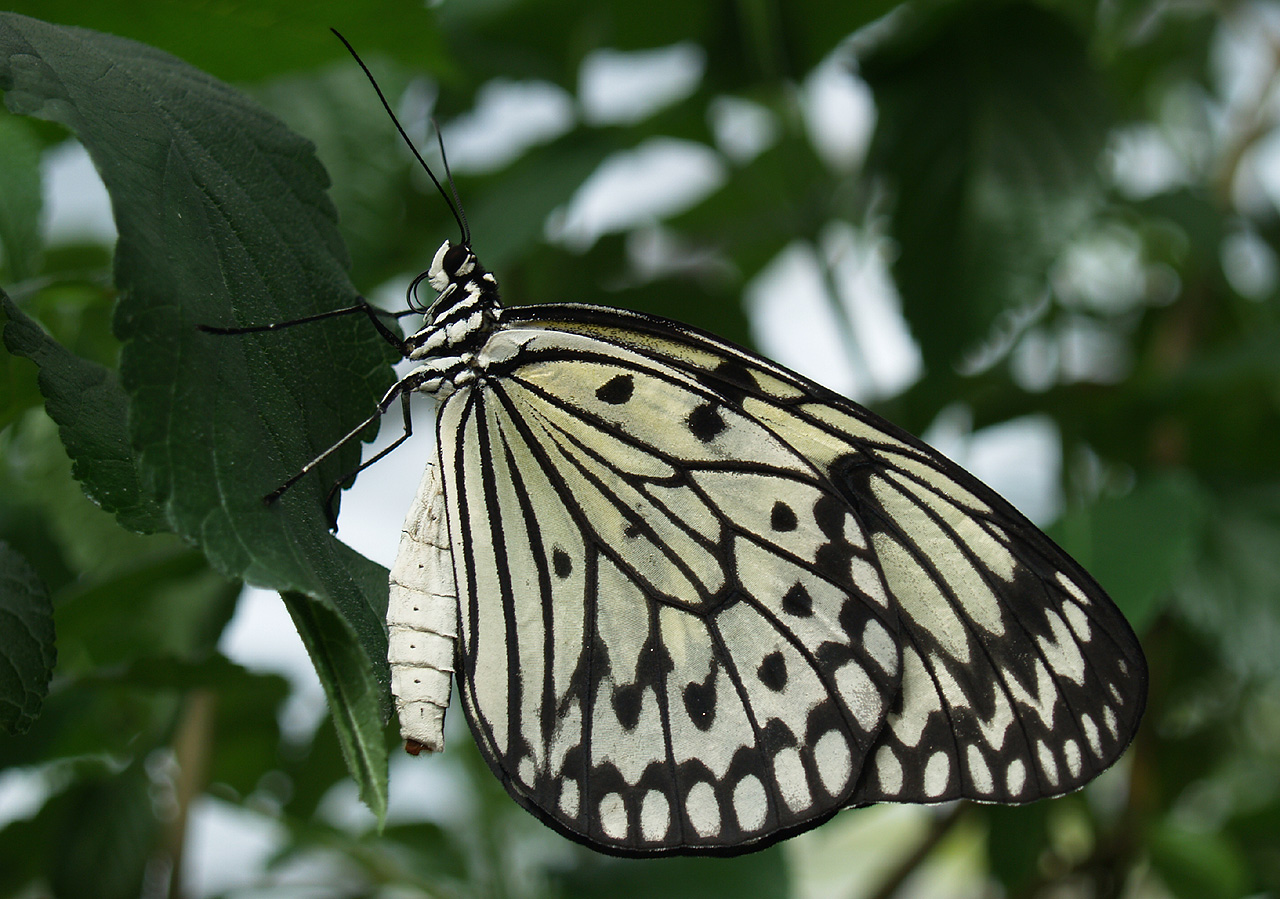 beautiful-butterfly-black-and-white-butterfly-vector-illustration