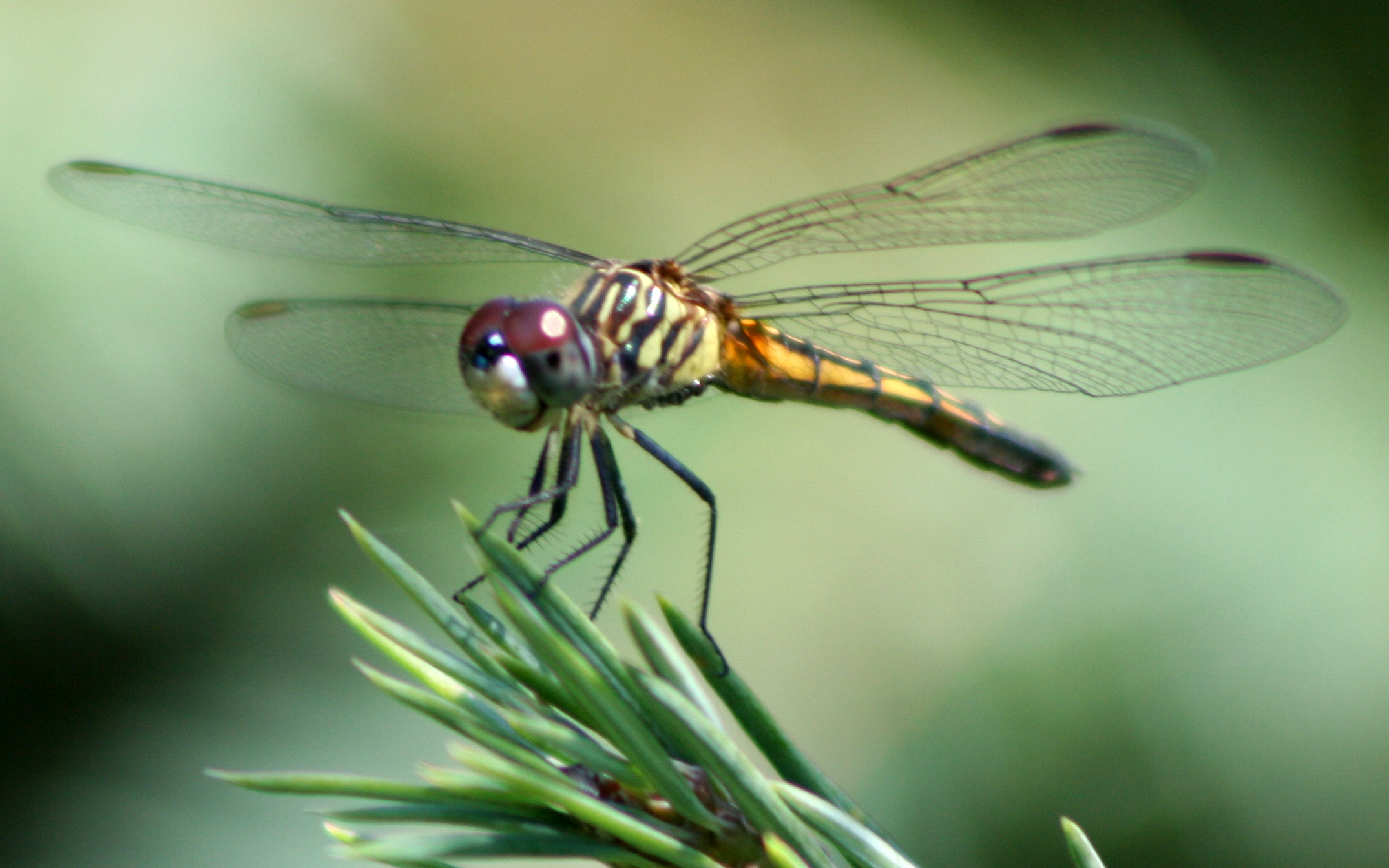 File:Dragonfly ran-387.jpg - Wikimedia Commons