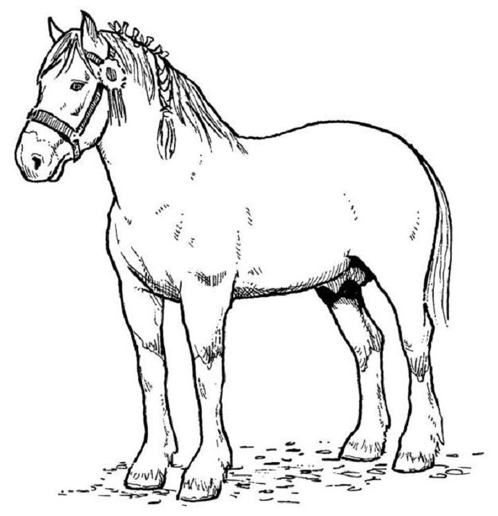 Horse Coloring Page Of Draft Horse - Cliparts.co