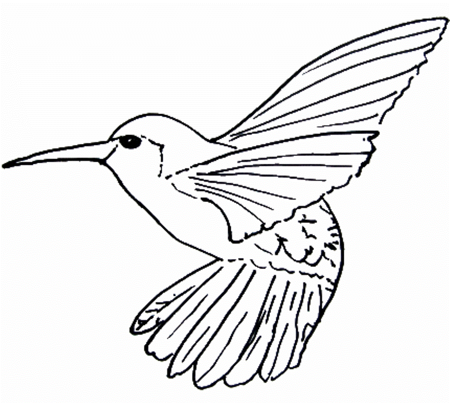 Download Hummingbird Coloring Page Or Print Hummingbird Coloring ...